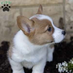 Ambrose, Pembroke Welsh Corgi Puppy
